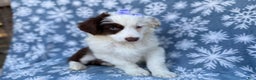 Miniature Australian Shepherd dogs for sale: Peanut - Ad 5