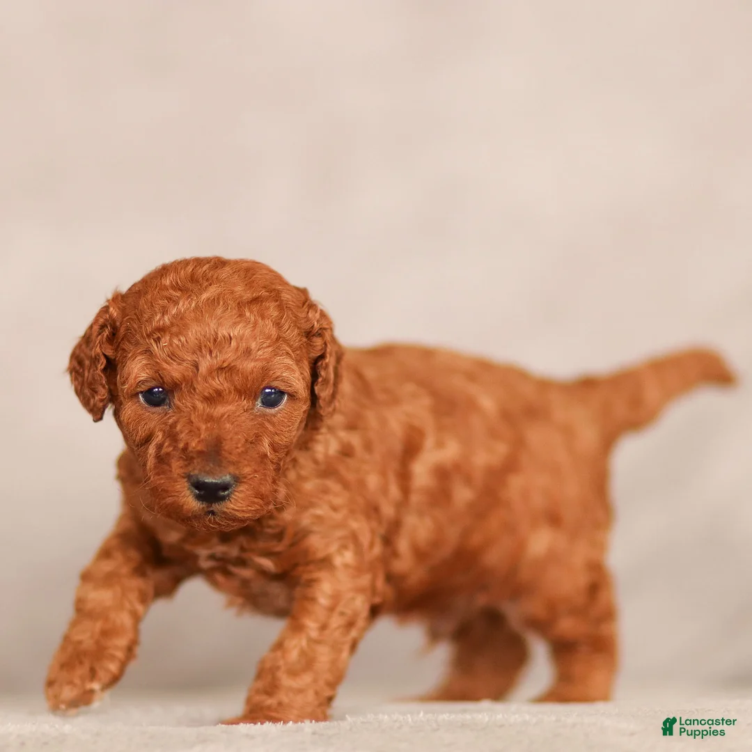 Standard Poodle dogs for sale: Bandit Poodle Puppy  - Ad 1