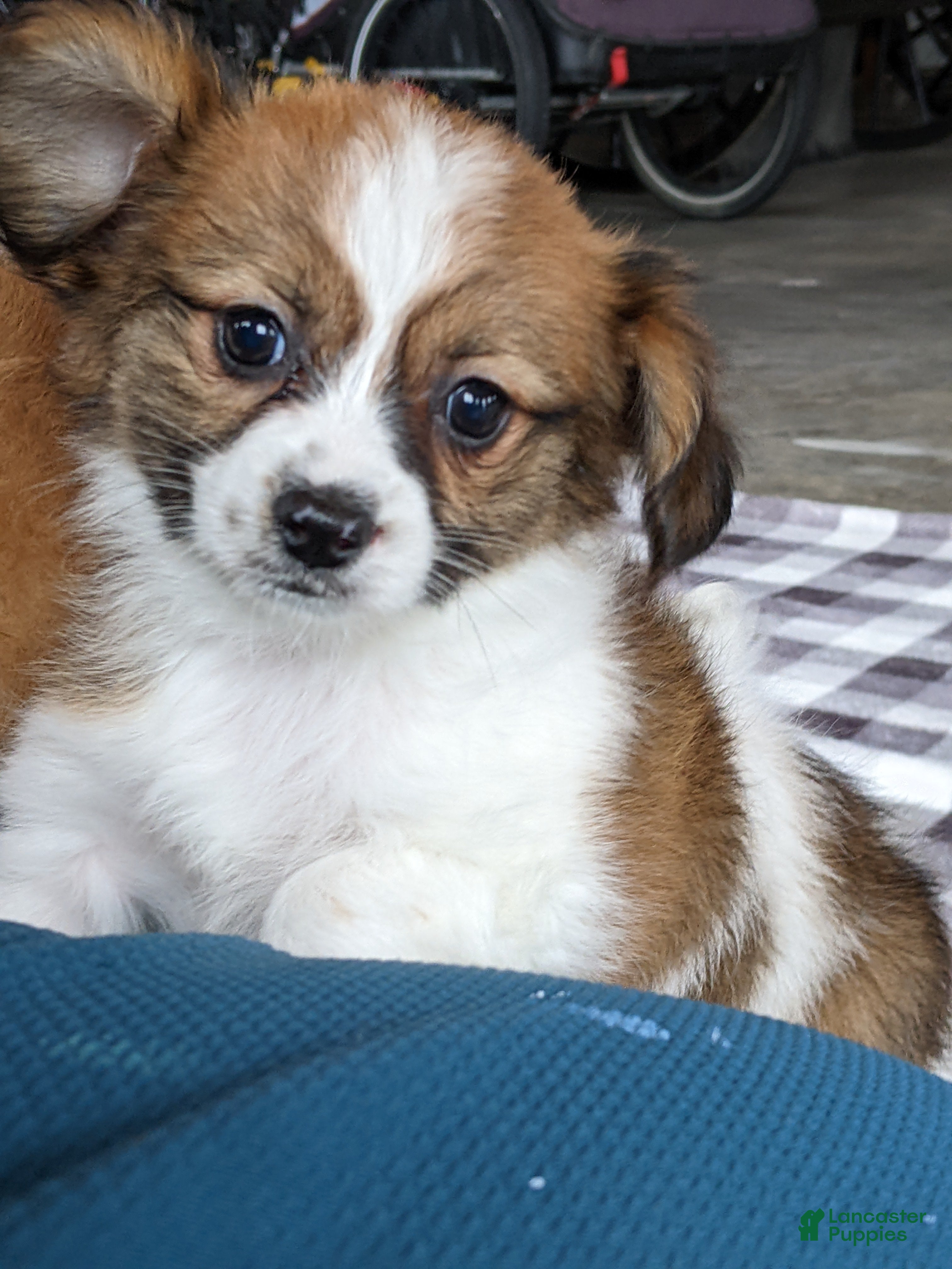 Papillon dogs Alexis  - Ad 1