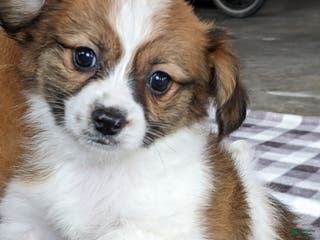 Papillon dogs for sale: Alexis - Ad 2