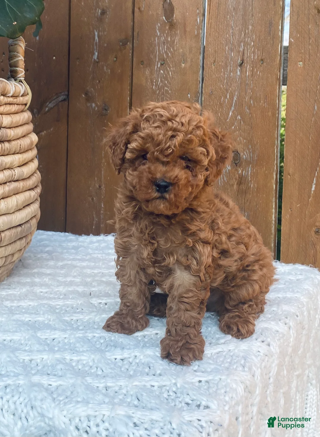 Toy Poodle dogs for sale: Felix - Ad 1