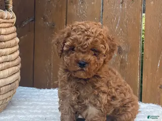 Toy Poodle dogs Felix - Ad 39