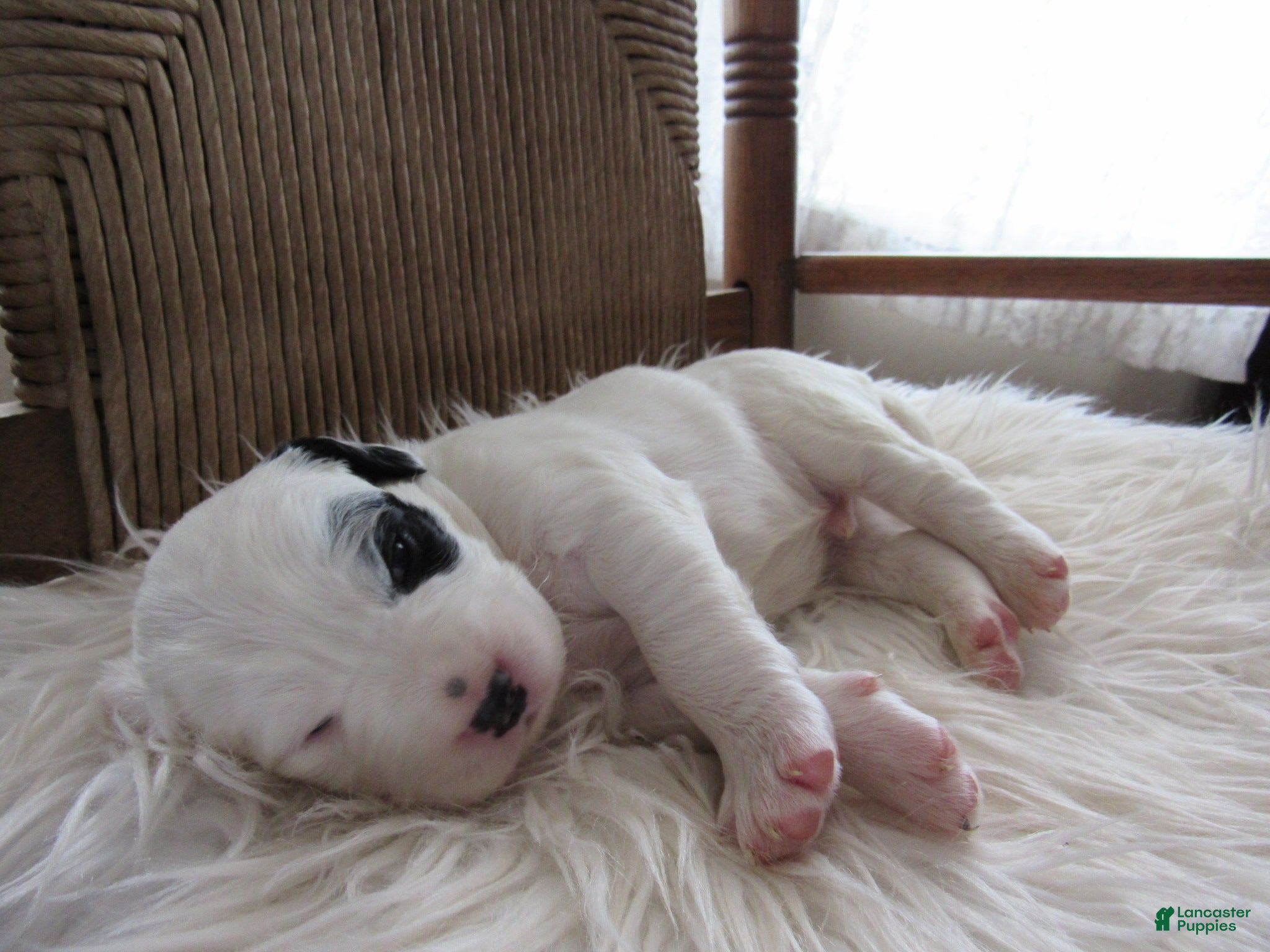 English Setter dogs Rooster  - Ad 1