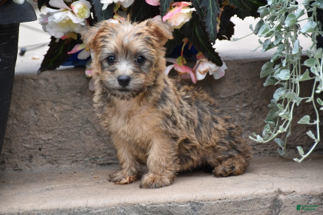 Cairn Terrier dogs for sale: Zora - Ad 3