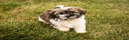 Havanese dogs for sale:  Snickerdoodle - Ad 4