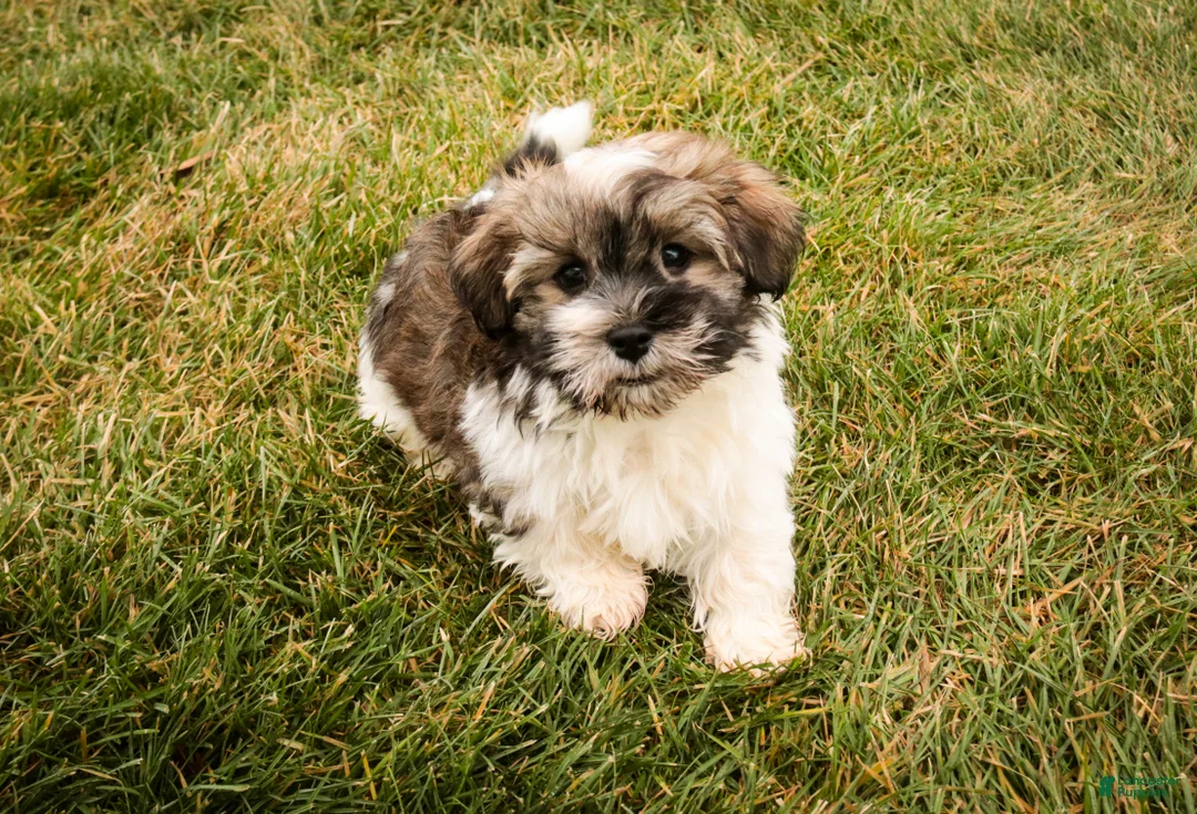 Havanese dogs for sale:  Snickerdoodle - Ad 4