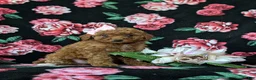 Mini Goldendoodle dogs for sale: Stefani 10 lbs full grown - Ad 5