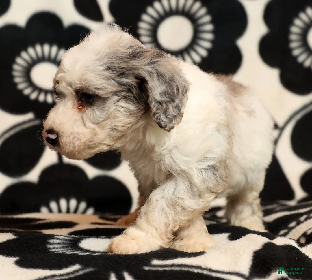 Miniature Poodle dogs for sale: Asher - Ad 9