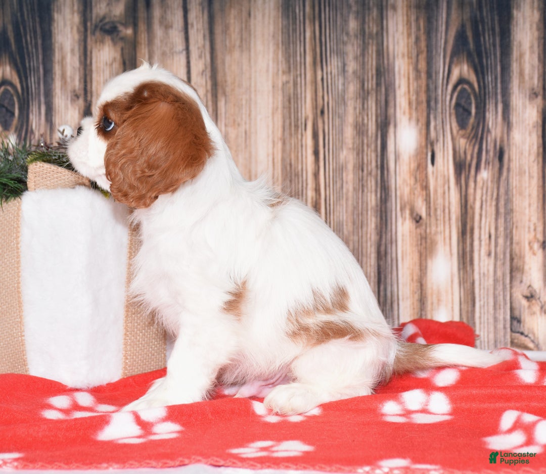 Cavalier King Charles Spaniel dogs for sale: Axel - Ad 4