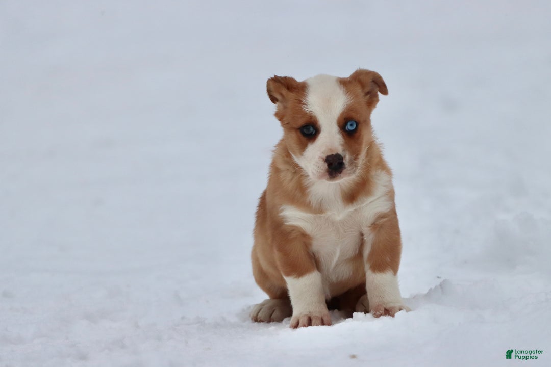 Mixed Breed dogs for sale: Pepsi - Ad 2