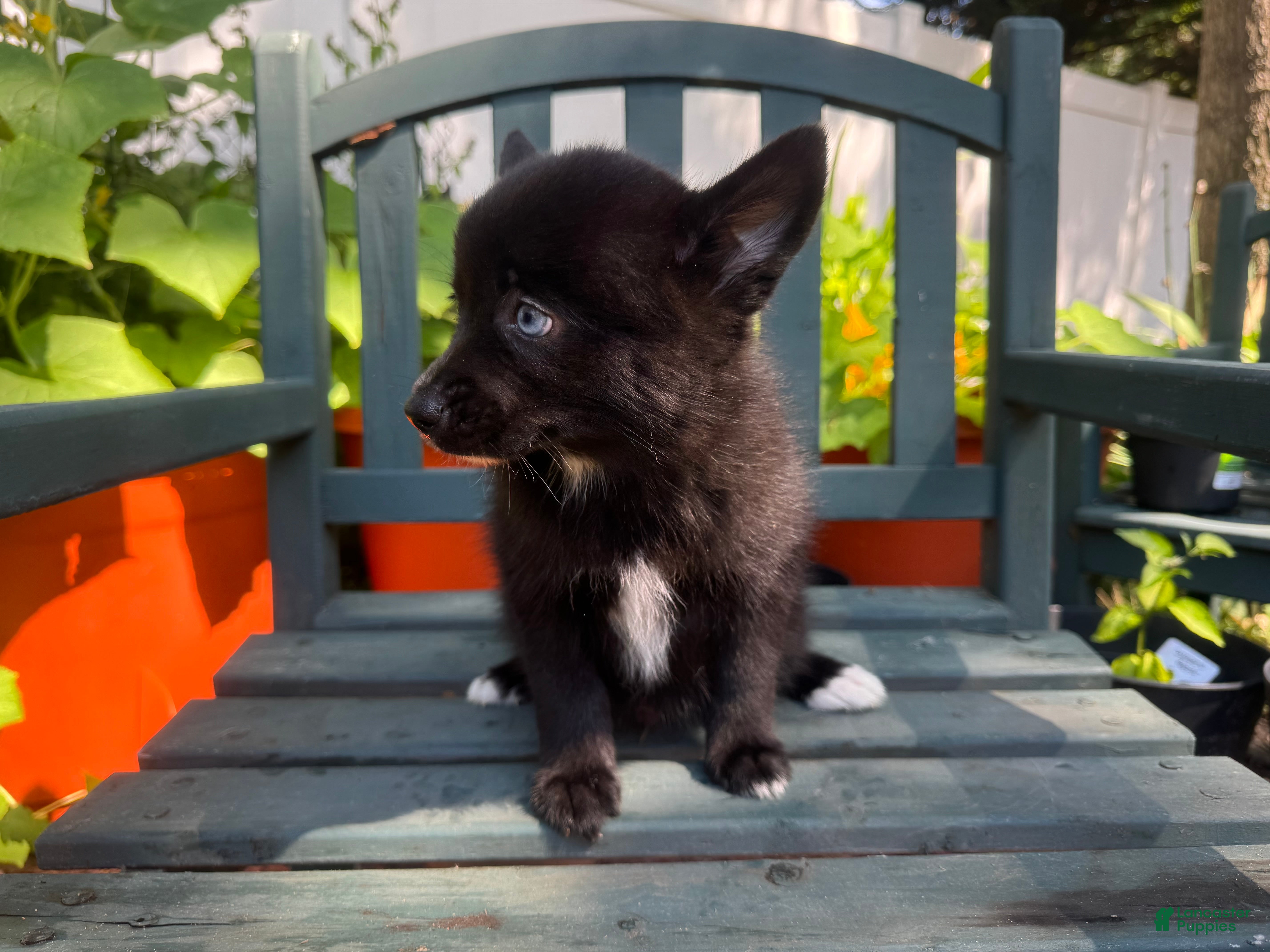 Pomsky dogs D2  - Ad 1