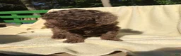 Miniature Poodle dogs for sale: Coco - Ad 3