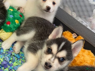 Pomsky dogs Grumpy - Ad 39