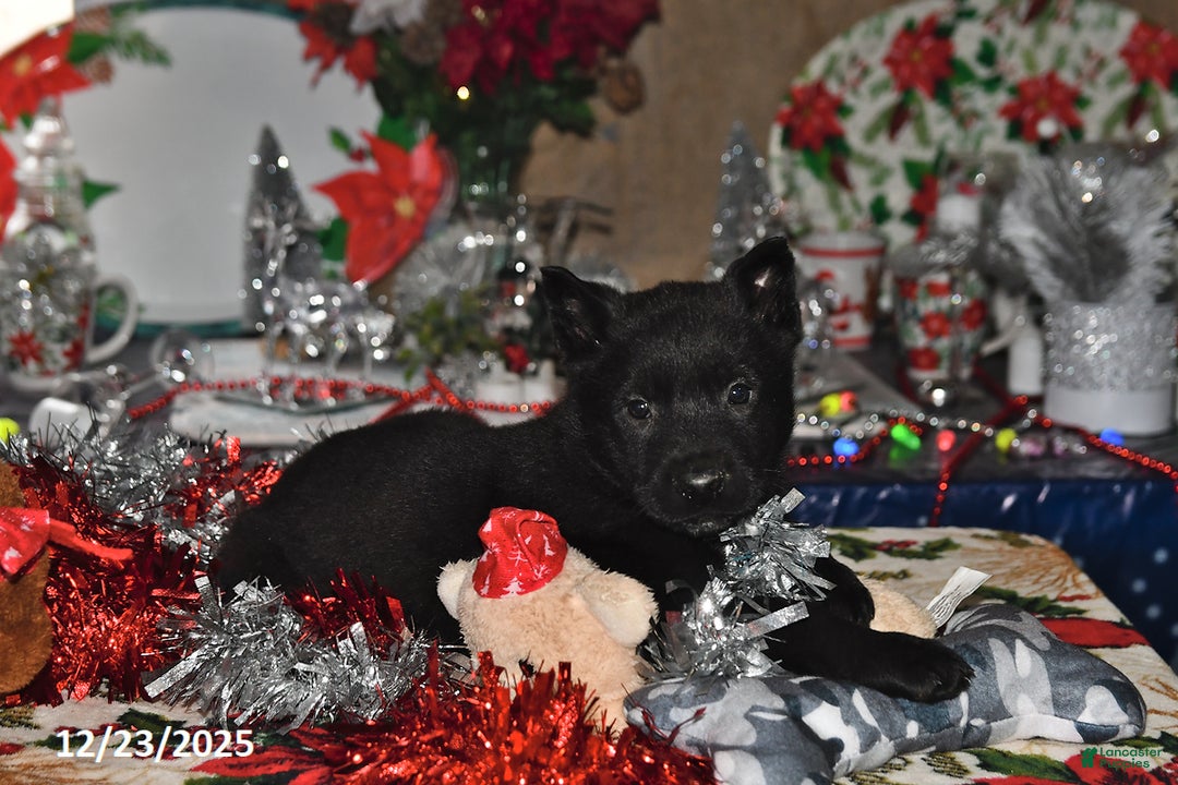 Belgian Malinois dogs for sale: Chase - Ad 1