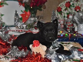 Belgian Malinois dogs Chase - Ad 18