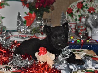 Belgian Malinois dogs Chase - Ad 25