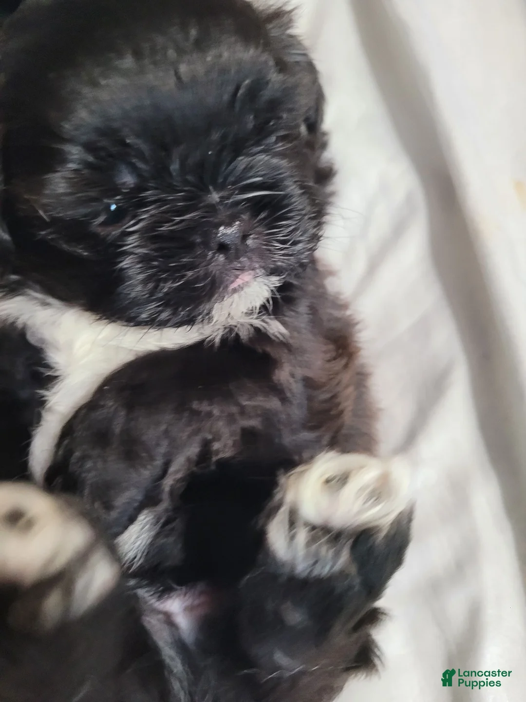 Shih Tzu dogs for sale: Midas - Ad 2