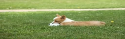 Welsh Corgi Pembroke dogs for sale: Dixie 🐶💖 - Ad 15