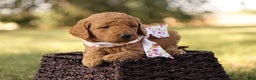 Mini Goldendoodle dogs for sale: Autumn - Ad 6