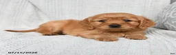 Miniature Golden Retriever dogs for sale: Milo - Ad 2