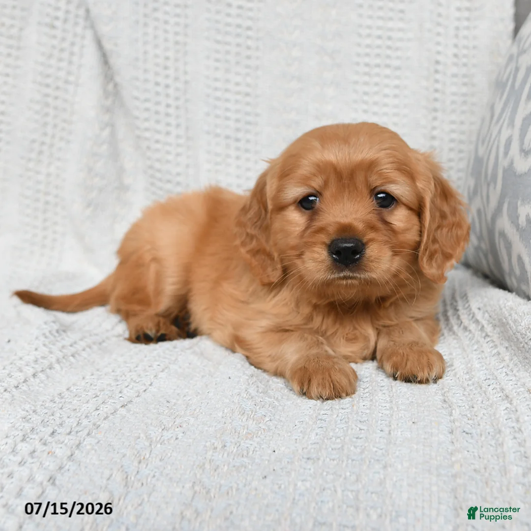 Miniature Golden Retriever dogs for sale: Milo - Ad 2