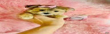 Morkie 2