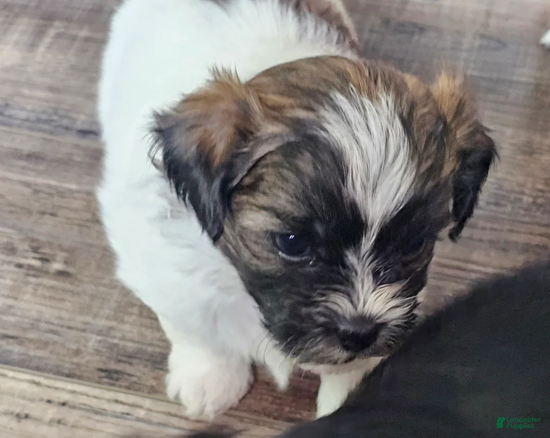 Teddy Bear dogs for sale: Annie - Ad 2