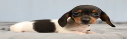 Miniature Dachshund dogs for sale: Rhett 🏈 - Ad 10