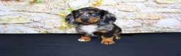 Miniature Dachshund dogs for sale: Avery - Ad 15