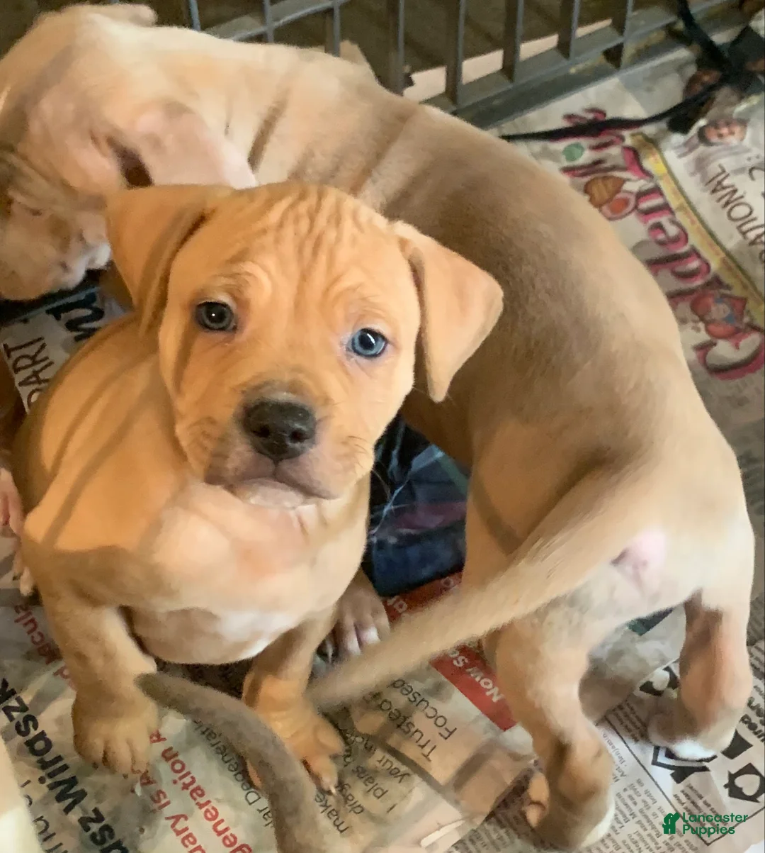 American Pit Bull Terrier dogs for sale: American Pit Bull Terrier Puppy 1 - Ad 3