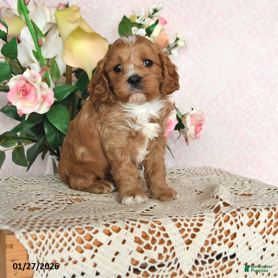 Cavapoo dogs Ivan - Ad 11