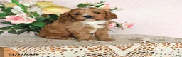 Cavapoo dogs for sale: Ivan - Ad 1