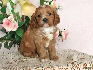 Cavapoo dogs Ivan - Ad 11