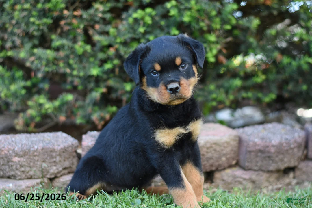 Rottweiler dogs for sale: Lamar - Ad 2