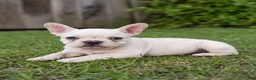 French Bulldog dogs for sale: Betty - Ad 2