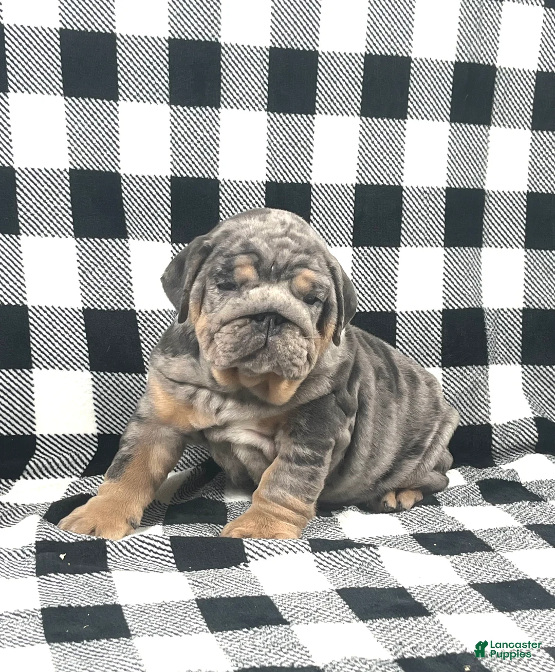 English Bulldog dogs for sale: Tank - Ad 1