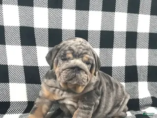 English Bulldog dogs Tank - Ad 22