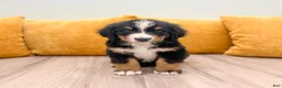 Bernese Mountain Dog dogs for sale: Buddy - Ad 3