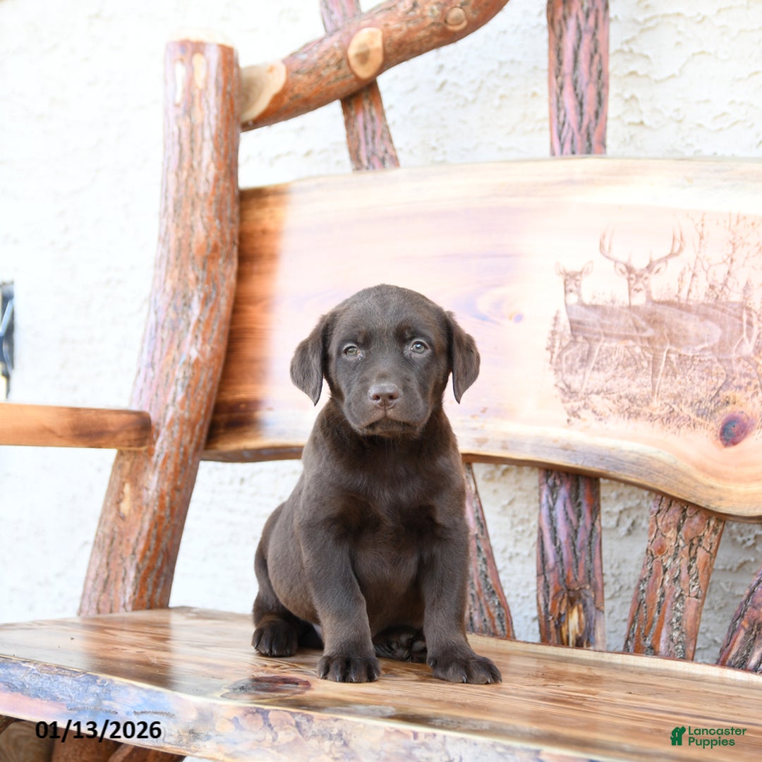 Labrador Retriever dogs for sale: Zoom   - Ad 3