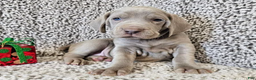 Weimaraner dogs for sale: Strider - Ad 1