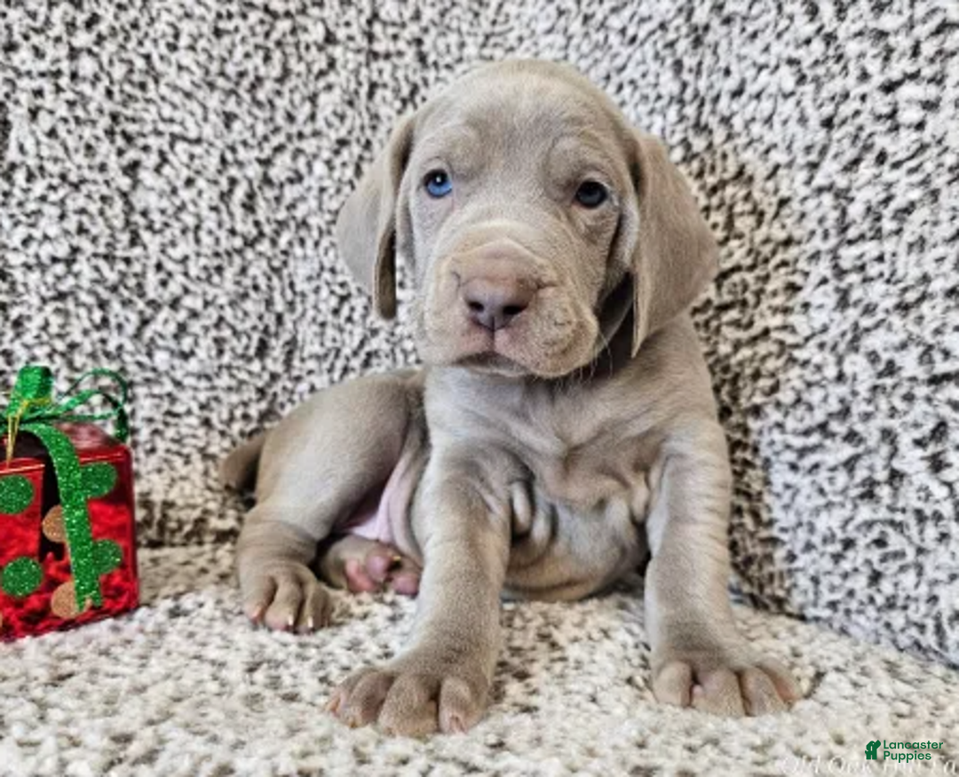 Weimaraner dogs for sale: Strider - Ad 1