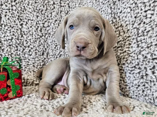 Weimaraner dogs Strider - Ad 28