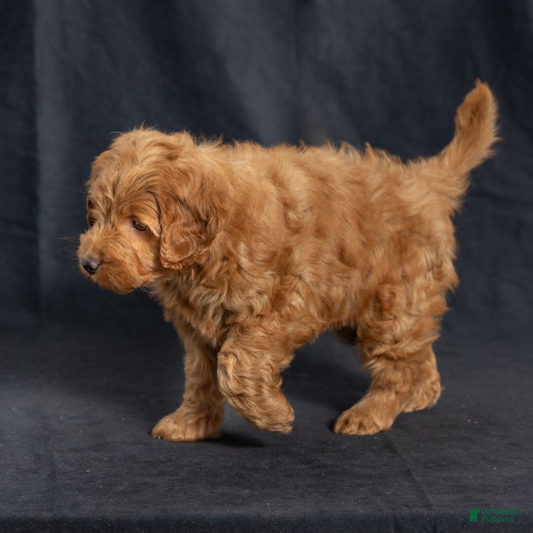 Mini Goldendoodle dogs for sale: Noah - Ad 6