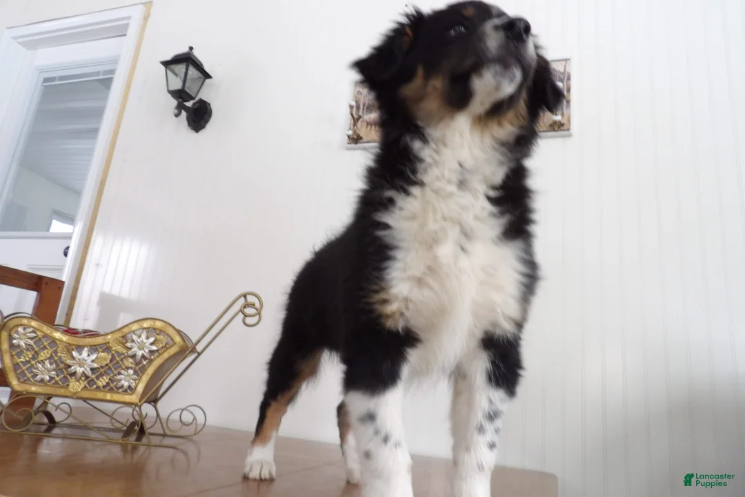 Gallery Image {{count}}