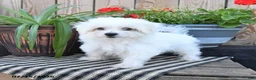Mixed Breed dogs for sale: Otto - Ad 5