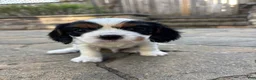 Cavalier King Charles Spaniel dogs for sale: Cavalier King Charles Spaniel Puppy 3 - Ad 11