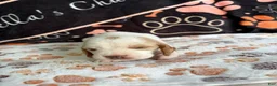 Basset Hound dogs for sale: Basset Hound 2 - Ad 4