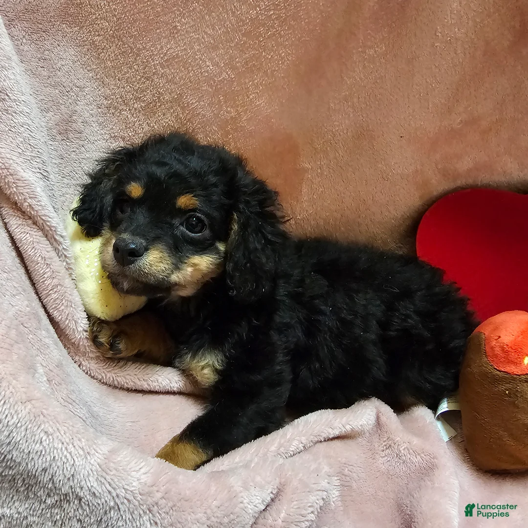 Cavapoo dogs for sale: Apple - Ad 2