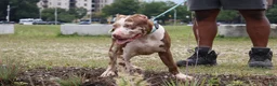 American Bully dogs for sale: Iris - Ad 15