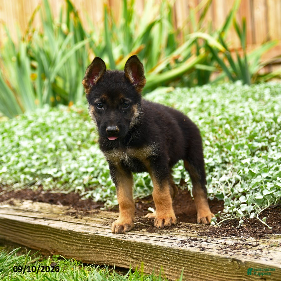 German Shepherd dogs Violet - Ad 2